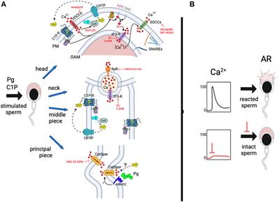 The pair ceramide 1-phosphate/ceramide kinase regulates intracellular calcium and progesterone-induced human sperm acrosomal exocytosis